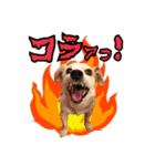 ジャックのラスさんスタンプその2（個別スタンプ：8）
