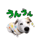ジャックのラスさんスタンプその2（個別スタンプ：9）