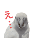 オカメインコと文鳥（個別スタンプ：3）