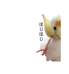 オカメインコと文鳥（個別スタンプ：24）