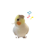 オカメインコと文鳥（個別スタンプ：39）