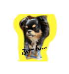 ブラタンチワワAMY（個別スタンプ：2）