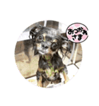 ブラタンチワワAMY（個別スタンプ：16）