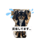 ブラタンチワワAMY（個別スタンプ：21）