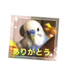 セキセイインコのはぴちゃん（個別スタンプ：1）