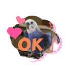 セキセイインコのはぴちゃん（個別スタンプ：2）