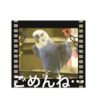 セキセイインコのはぴちゃん（個別スタンプ：4）