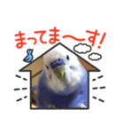 セキセイインコのはぴちゃん（個別スタンプ：5）
