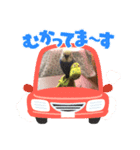 セキセイインコのはぴちゃん（個別スタンプ：6）