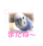 セキセイインコのはぴちゃん（個別スタンプ：7）