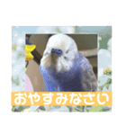 セキセイインコのはぴちゃん（個別スタンプ：8）
