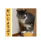 白トビ猫とキジトラ猫のスタンプ（個別スタンプ：2）