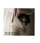 白トビ猫とキジトラ猫のスタンプ（個別スタンプ：6）