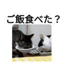 白トビ猫とキジトラ猫のスタンプ（個別スタンプ：7）