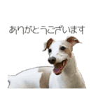 アビーとジル（個別スタンプ：3）