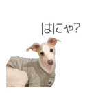 アビーとジル（個別スタンプ：5）