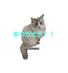 abokado③（個別スタンプ：2）