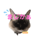 abokado③（個別スタンプ：5）