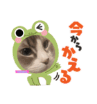 abokado③（個別スタンプ：13）