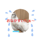 abokado③（個別スタンプ：21）