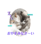 abokado③（個別スタンプ：29）