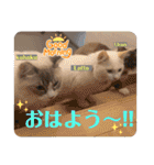 abokado③（個別スタンプ：30）