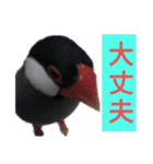 助け合い桜文鳥（個別スタンプ：1）