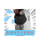 助け合い桜文鳥（個別スタンプ：2）