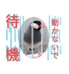 助け合い桜文鳥（個別スタンプ：5）