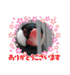 助け合い桜文鳥（個別スタンプ：9）