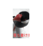 助け合い桜文鳥（個別スタンプ：15）