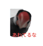 助け合い桜文鳥（個別スタンプ：16）