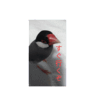 助け合い桜文鳥（個別スタンプ：20）