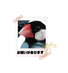 助け合い桜文鳥（個別スタンプ：25）