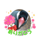 助け合い桜文鳥（個別スタンプ：26）