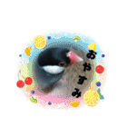 助け合い桜文鳥（個別スタンプ：30）