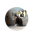 cat達。（個別スタンプ：1）