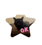 cat達。（個別スタンプ：6）