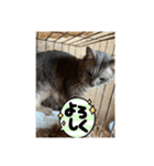 cat達。（個別スタンプ：8）