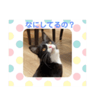 ハチワレねこさん（オレオ）（個別スタンプ：3）