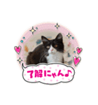 ハチワレねこさん（オレオ）（個別スタンプ：4）