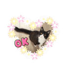 ハチワレねこさん（オレオ）（個別スタンプ：5）