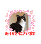 ハチワレねこさん（オレオ）（個別スタンプ：6）