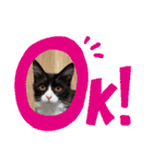 ハチワレねこさん（オレオ）（個別スタンプ：7）