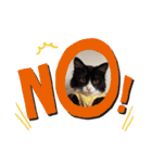 ハチワレねこさん（オレオ）（個別スタンプ：9）