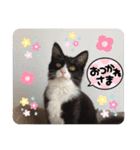 ハチワレねこさん（オレオ）（個別スタンプ：12）
