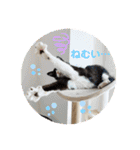 ハチワレねこさん（オレオ）（個別スタンプ：14）