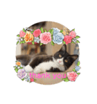 ハチワレねこさん（オレオ）（個別スタンプ：15）