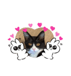 ハチワレねこさん（オレオ）（個別スタンプ：21）