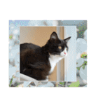 ハチワレねこさん（オレオ）（個別スタンプ：23）